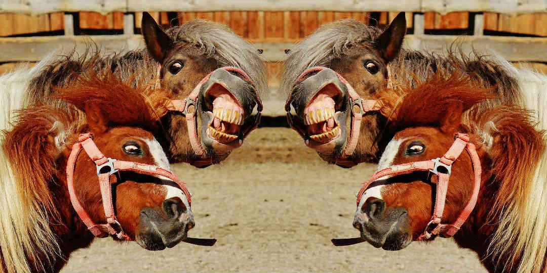 skøre gaveideer skøre gaveideer